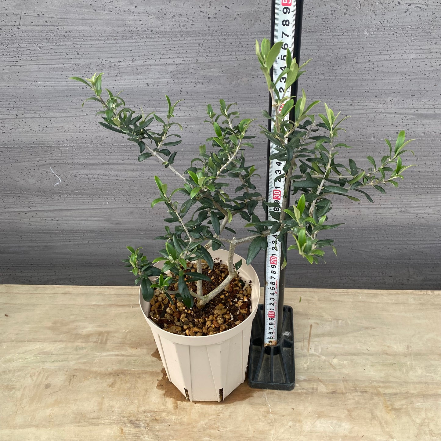 実生オリーブ　５号スリット鉢/オリジナル色