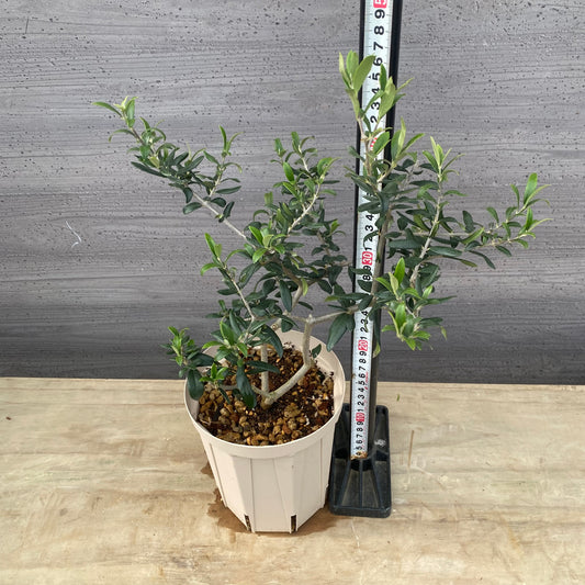 実生オリーブ　５号スリット鉢/オリジナル色