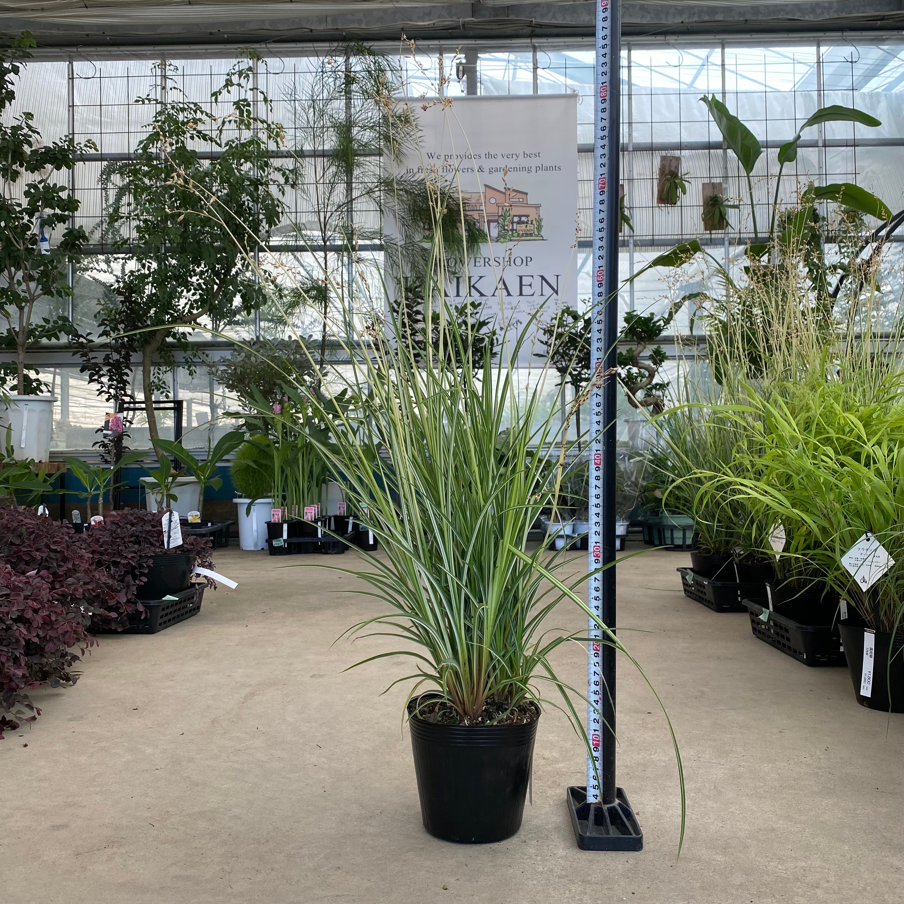Pickup 全ての商品 – 植物家族