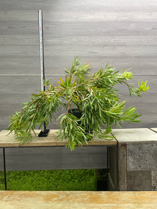 No.10012　リューカデンドロン　インカゴールド　7号鉢