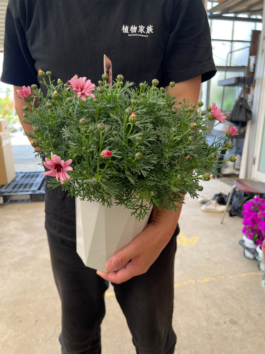 即売会SALE　No.28008　ビジューマム　カーネリアン　6号鉢