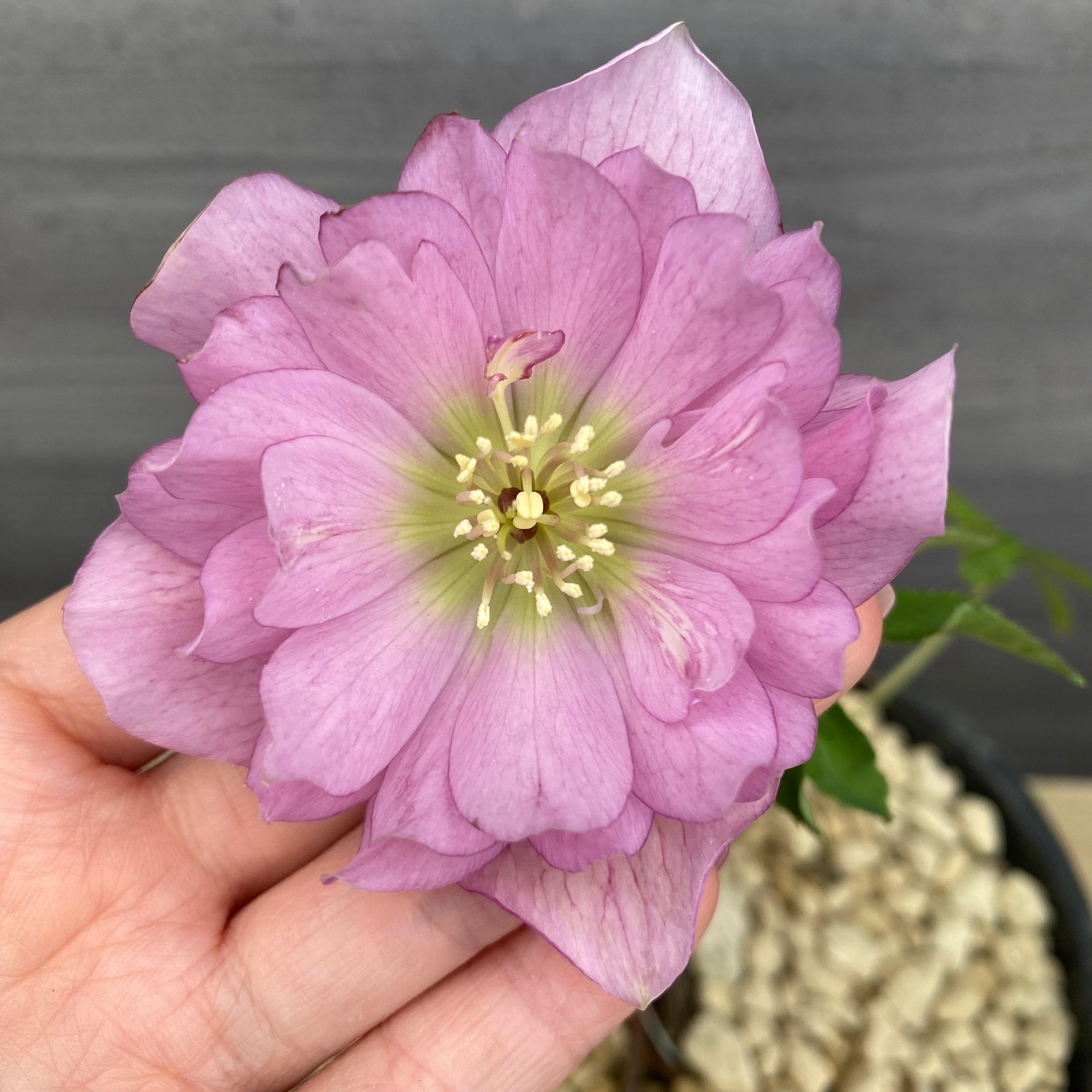 ㉖-226クリスマスローズ No.22023 クリスマスローズ 6号鉢 – 植物家族