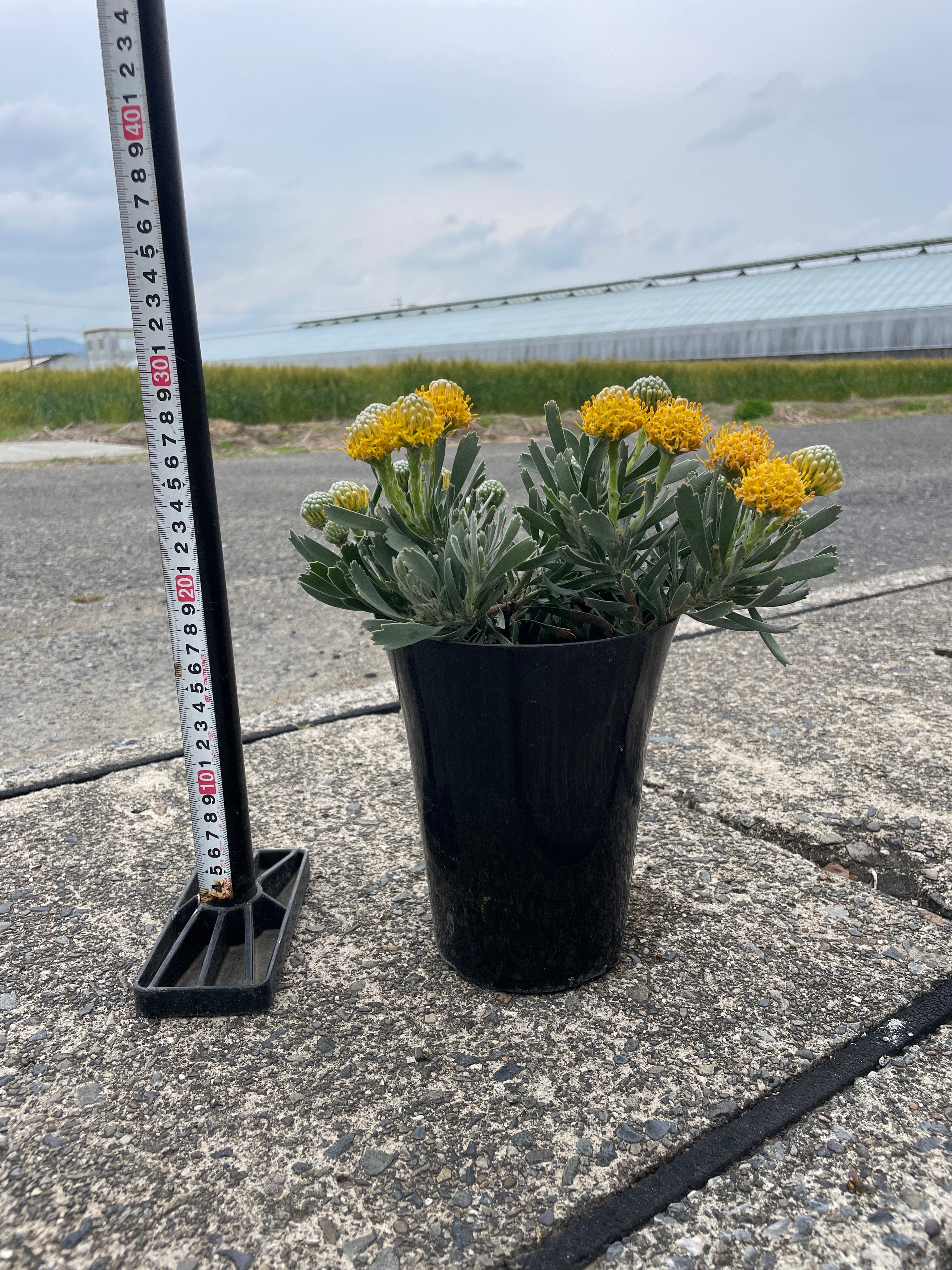 植物家族