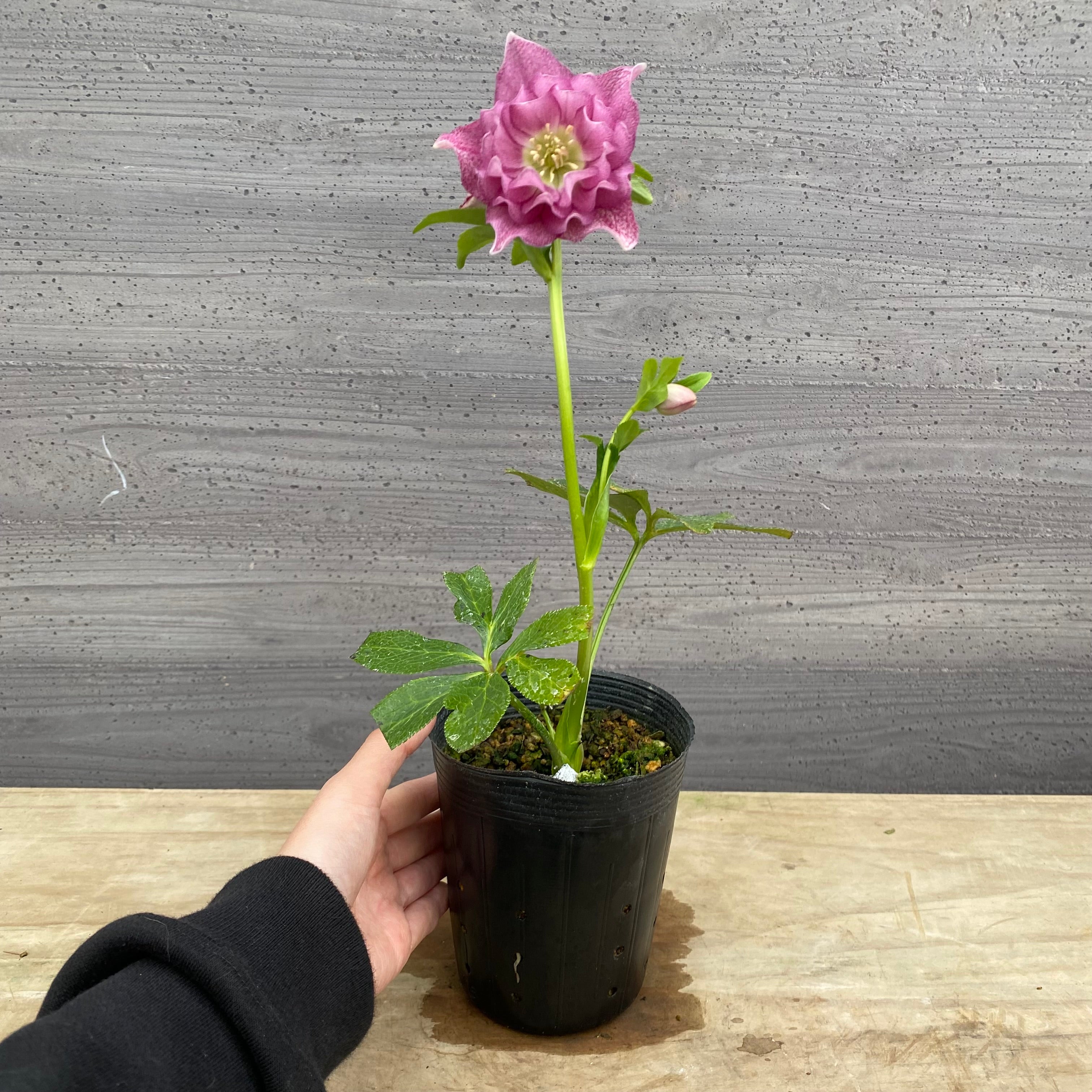 即売会 No.27106 クリスマスローズ ダブル咲き 3.5号苗ポット – 植物家族