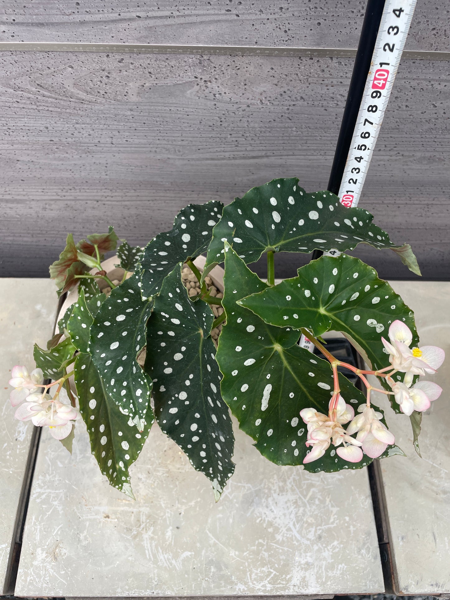 花郷園★木立性ベゴニア　Annan Grace　6号ポット植替え済み