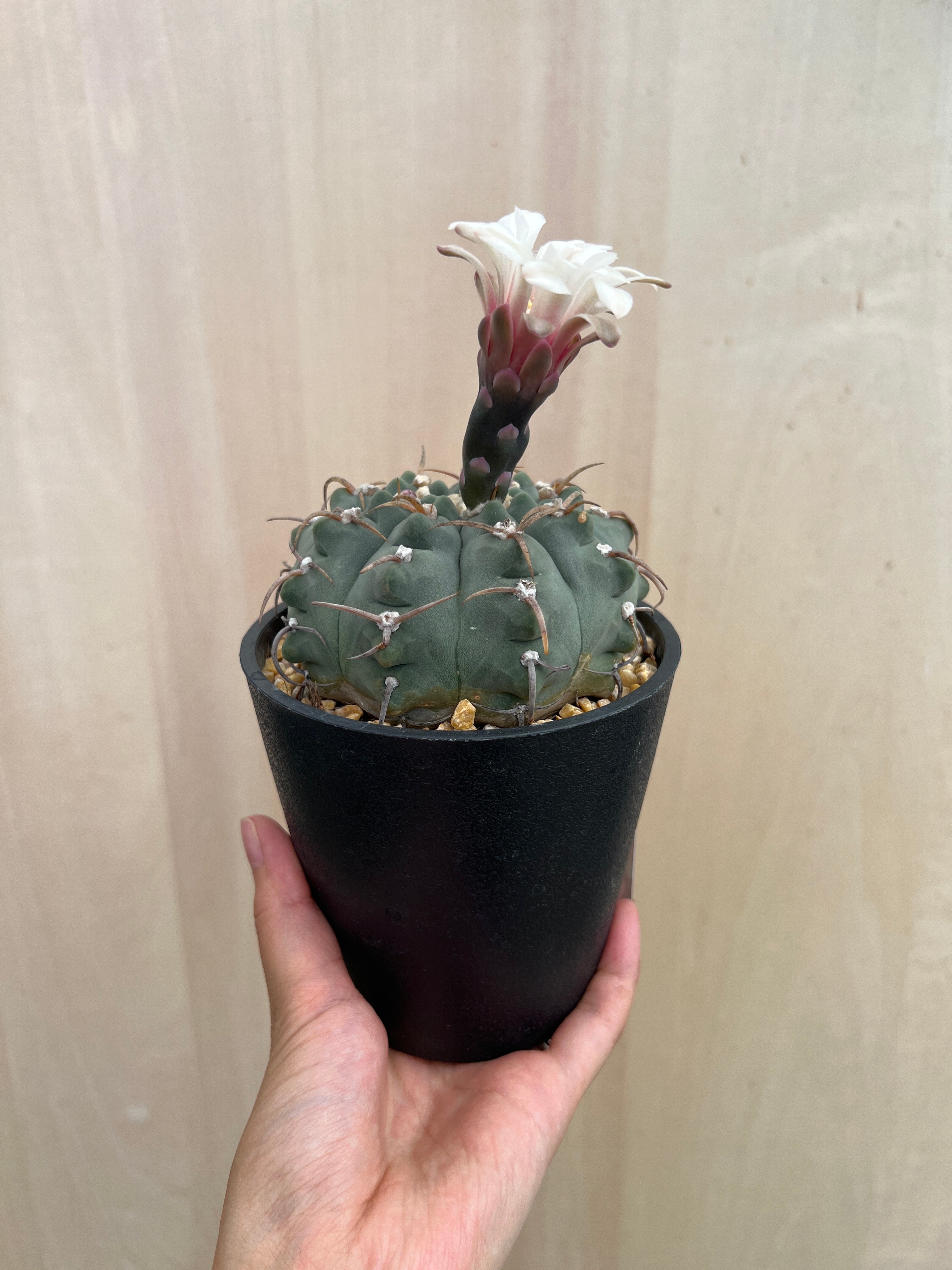 No.15004 タマサボテン ギムノカリキウム バッテリー 4号鉢 – 植物家族