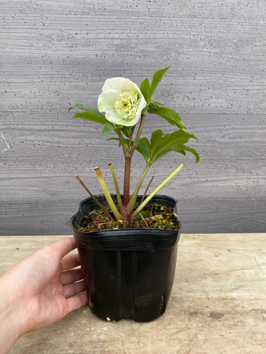 No.05114　横山園芸★クリスマスローズ　プリマドレス　5号苗ポット