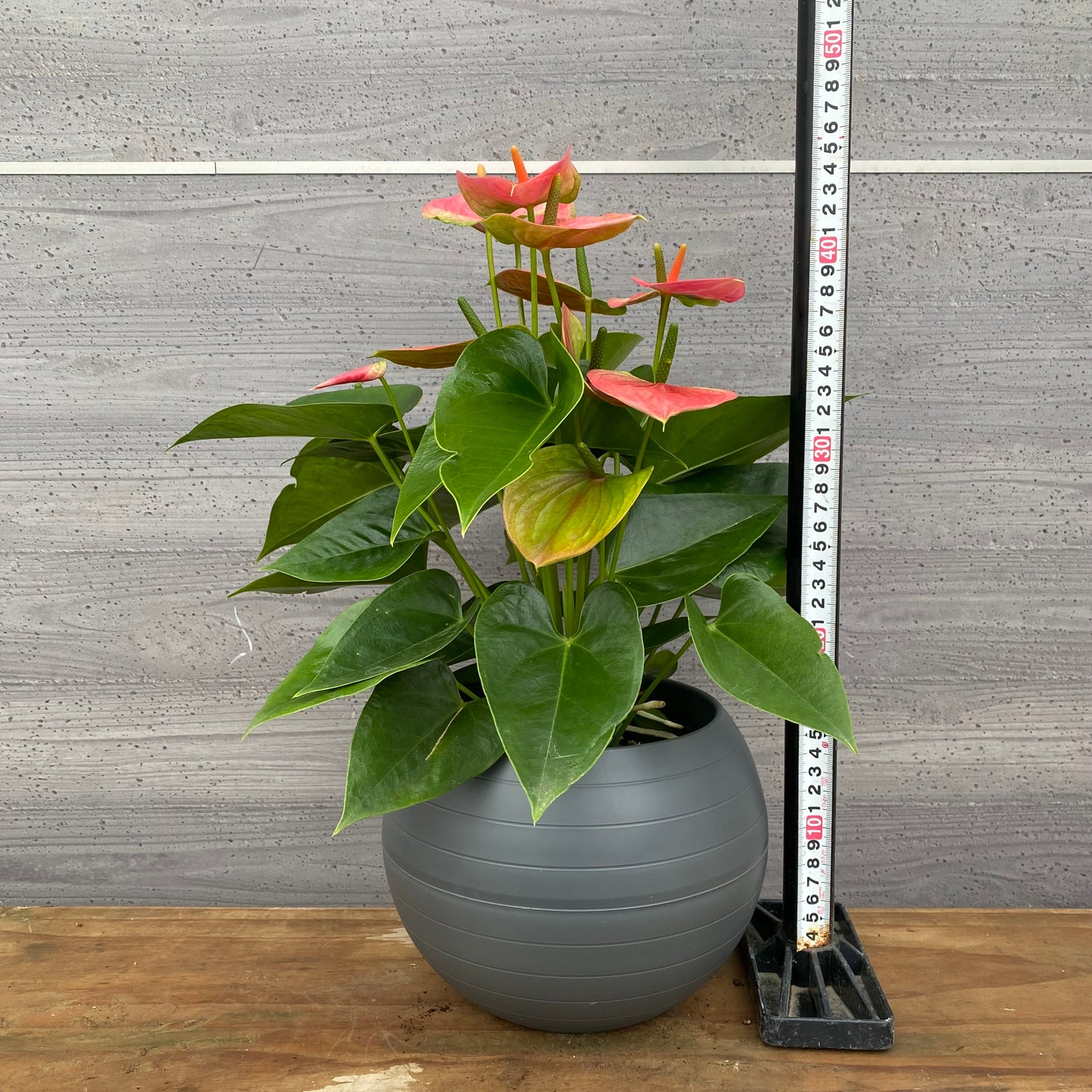 市場仕入れ即売会　No.25050　アンスリウム　7号底面給水鉢　黒