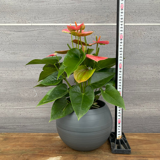 市場仕入れ即売会　No.25050　アンスリウム　7号底面給水鉢　黒