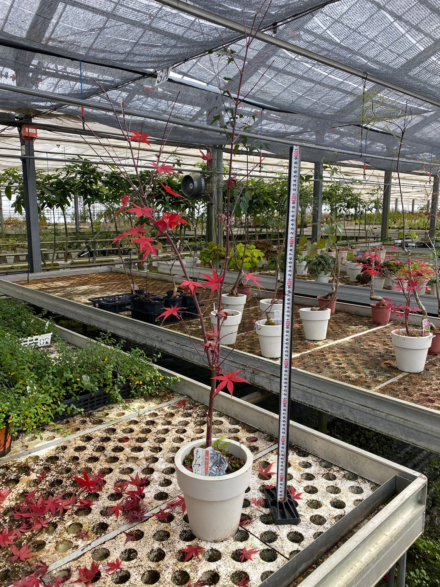 農場創業祭 No.26142　もみじ　野村