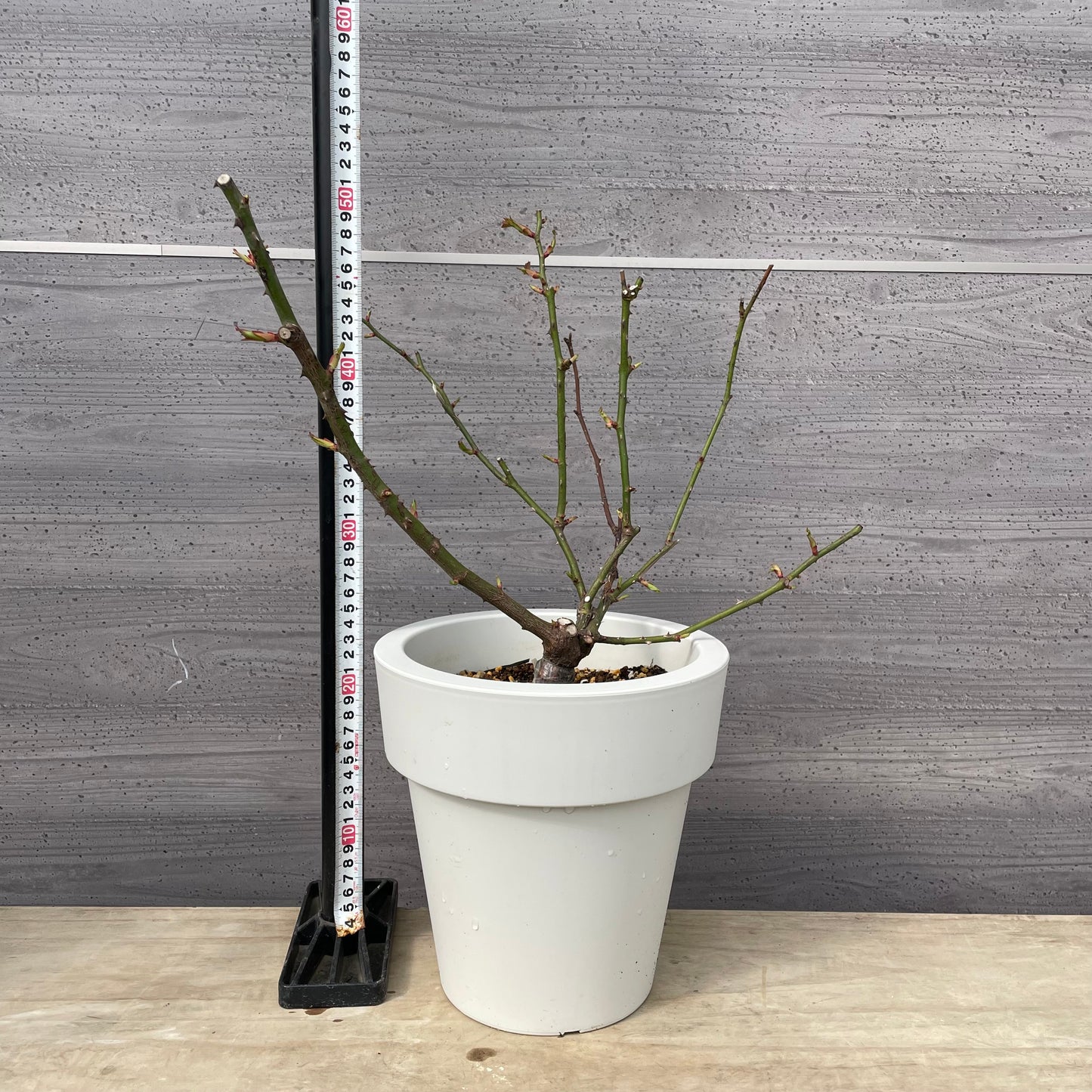 薔薇　メイドインヘブン　7号おすすめ白ポット　PROGRESSIO