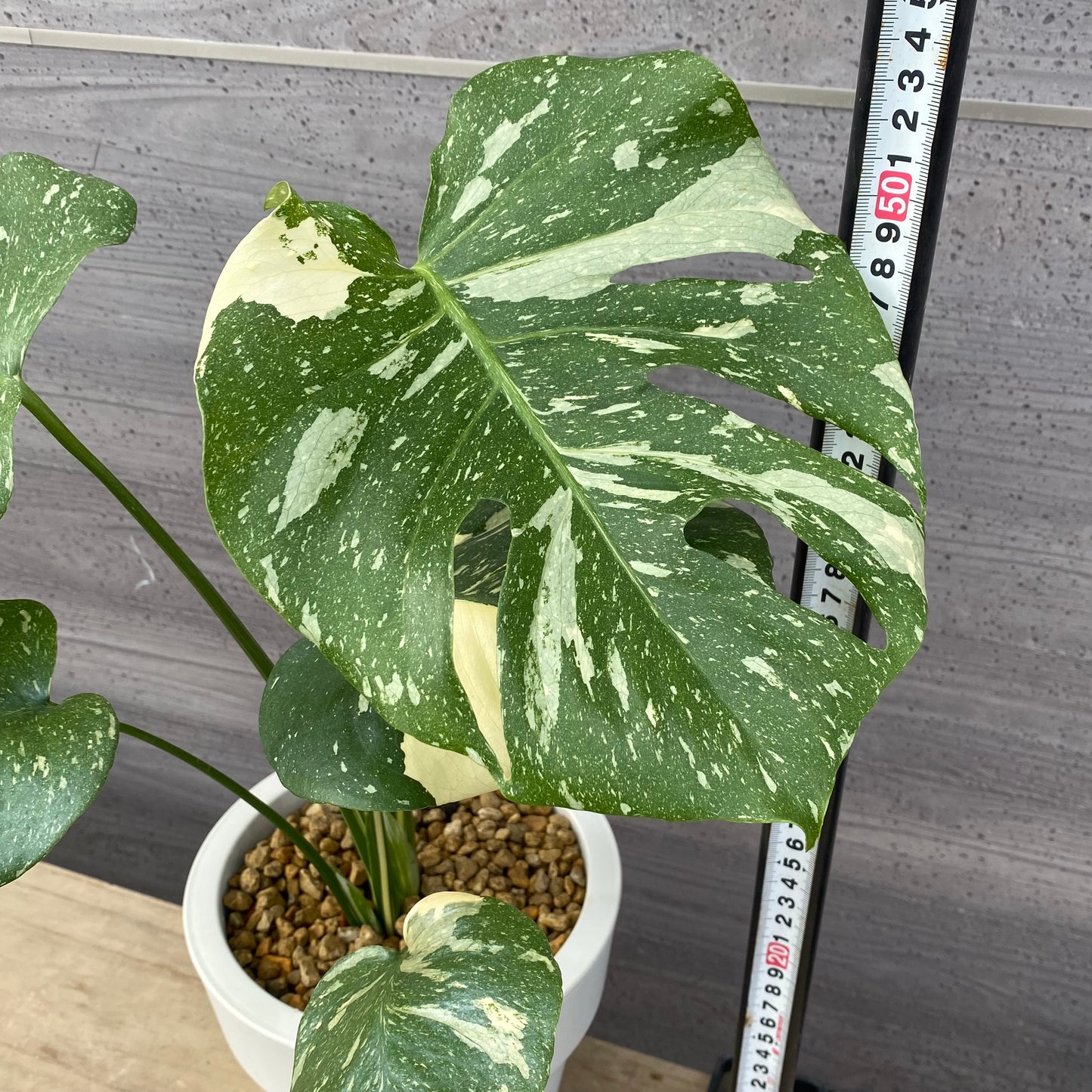 農場創業祭 No.18001　モンステラ　タイコンステレーション　6号おすすめ白ポット