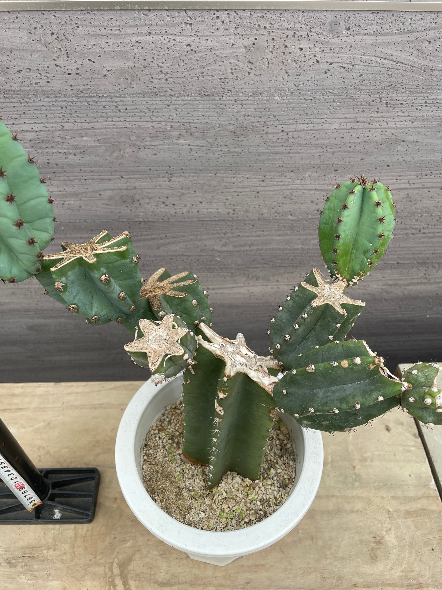 No.17007　サボテン　6号鉢