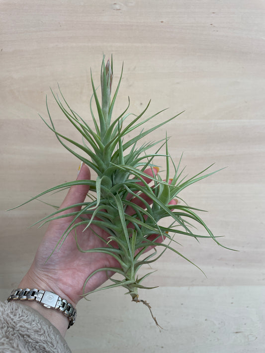 M01 ティランジア ベルゲリー