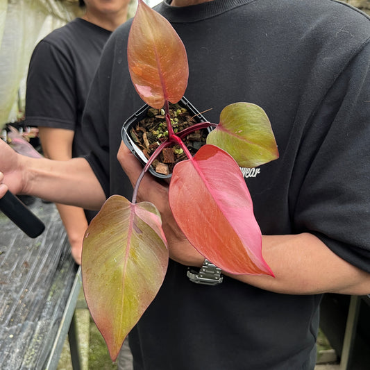 URBAN JUNGLE特集★U50　フィロデンドロン　パーシモンプリンセス　3号鉢