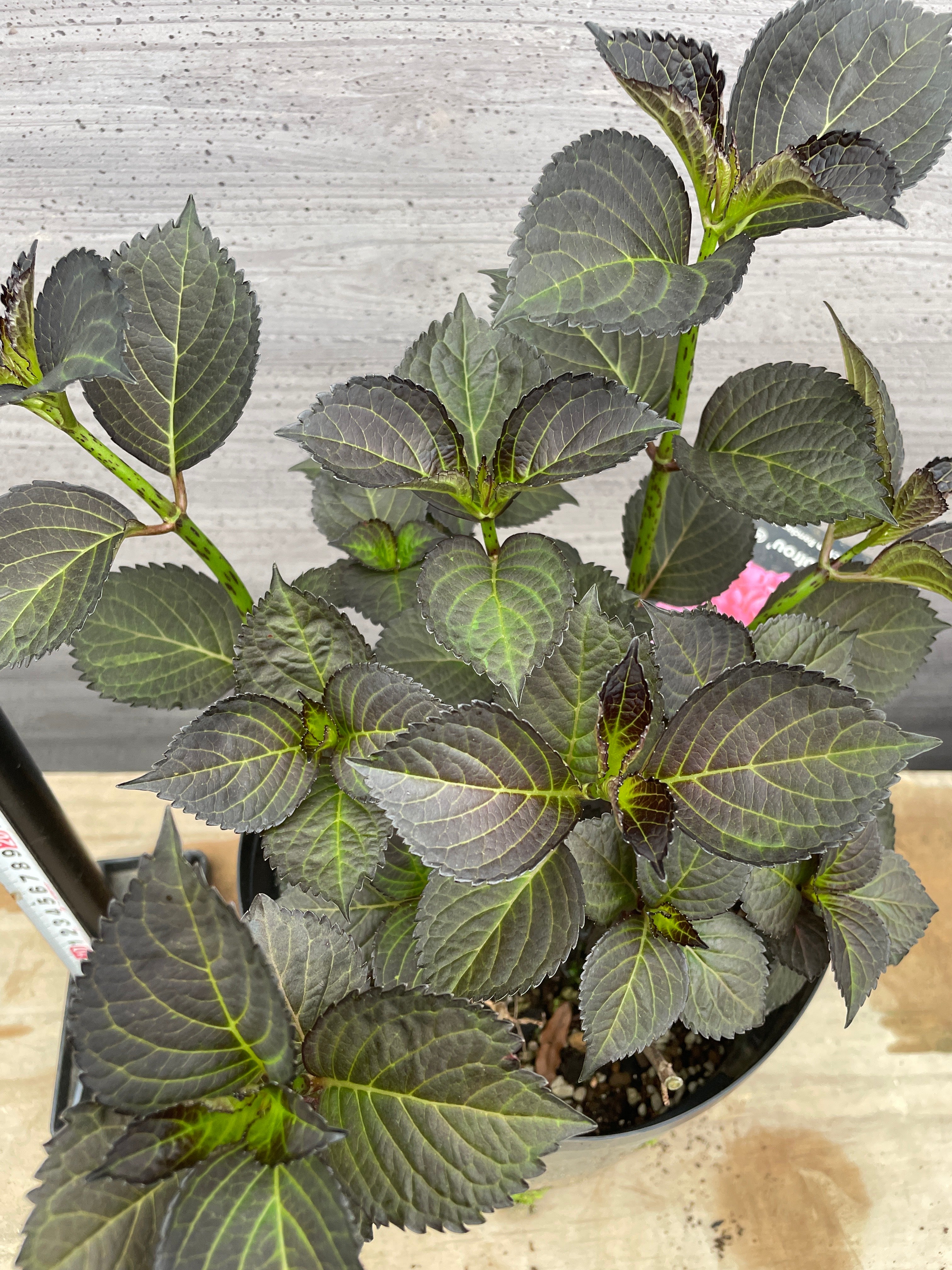 Pickup 全ての商品 – 植物家族
