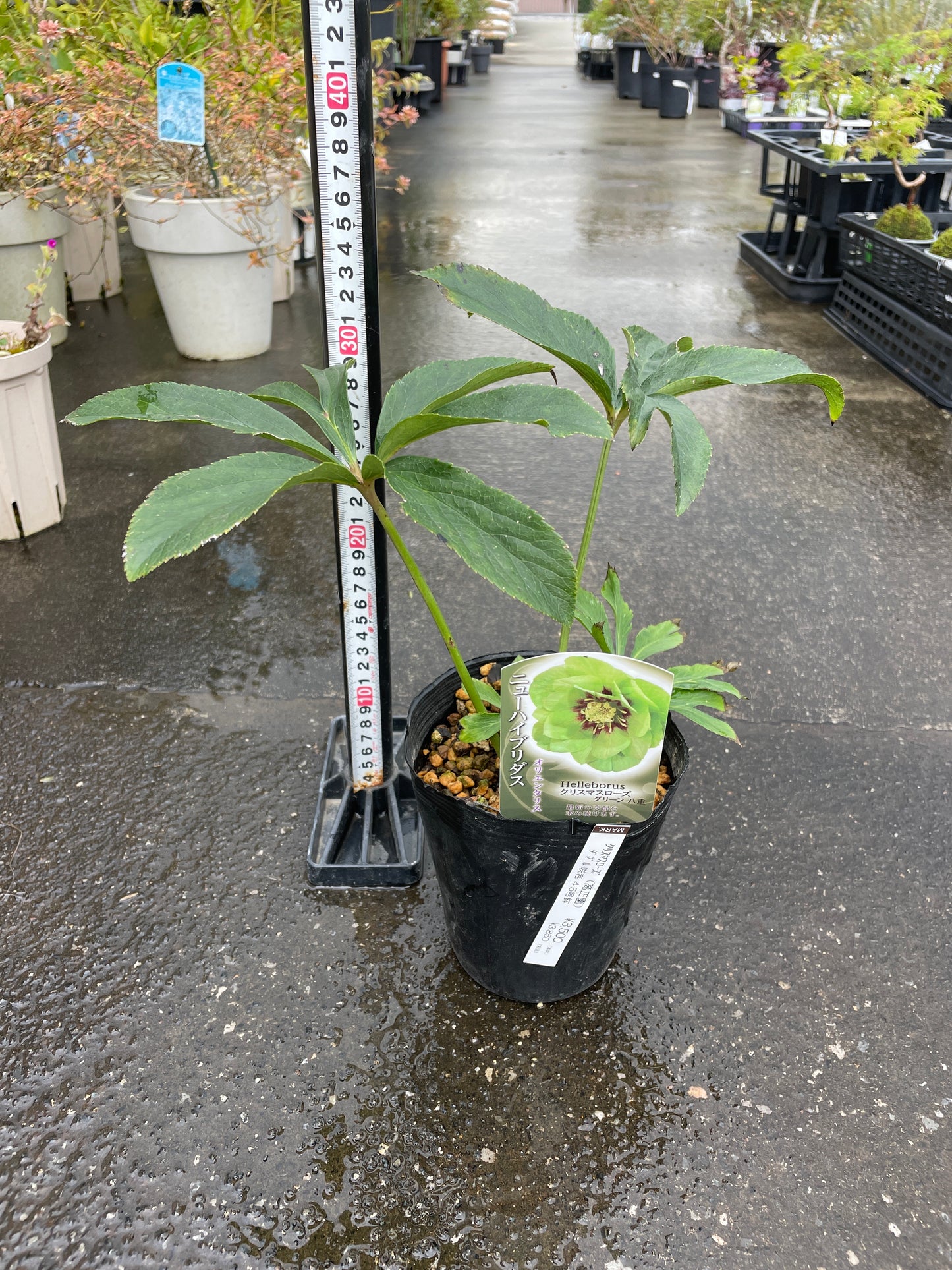 M43　クリスマスローズ　グリーン八重　4.5号苗ポット