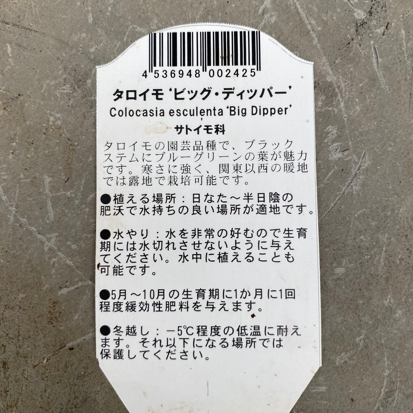 ★農場散策★　コロカシア　ビッグディッパー　6号　黒スリット鉢