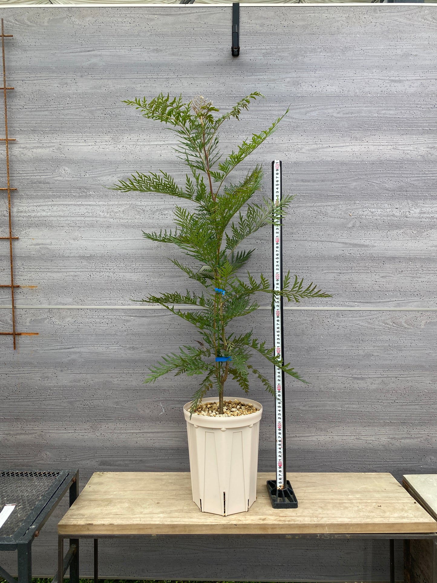 グレビレア　ロブスタ　7号スリット鉢/オリジナル色