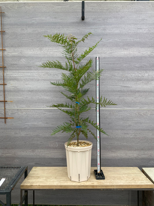 グレビレア　ロブスタ　7号スリット鉢/オリジナル色