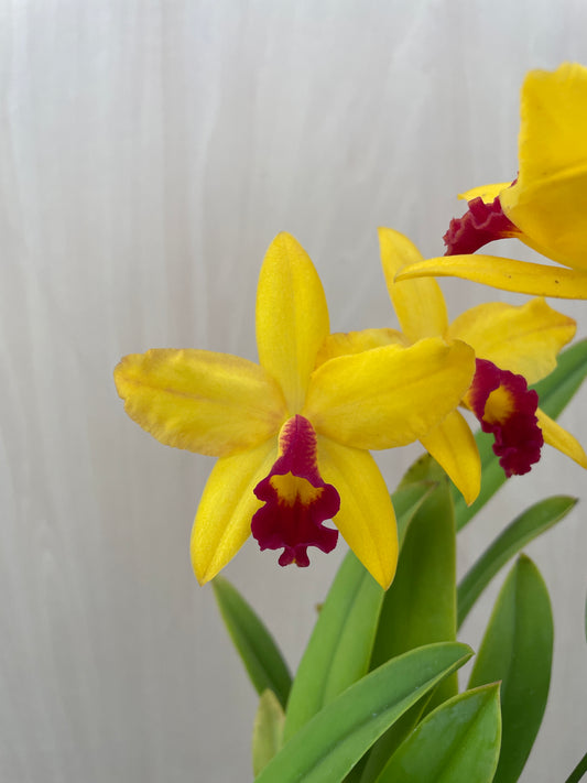 4/14 仕入れ即売会 No.006　ミニカトレア　3号鉢