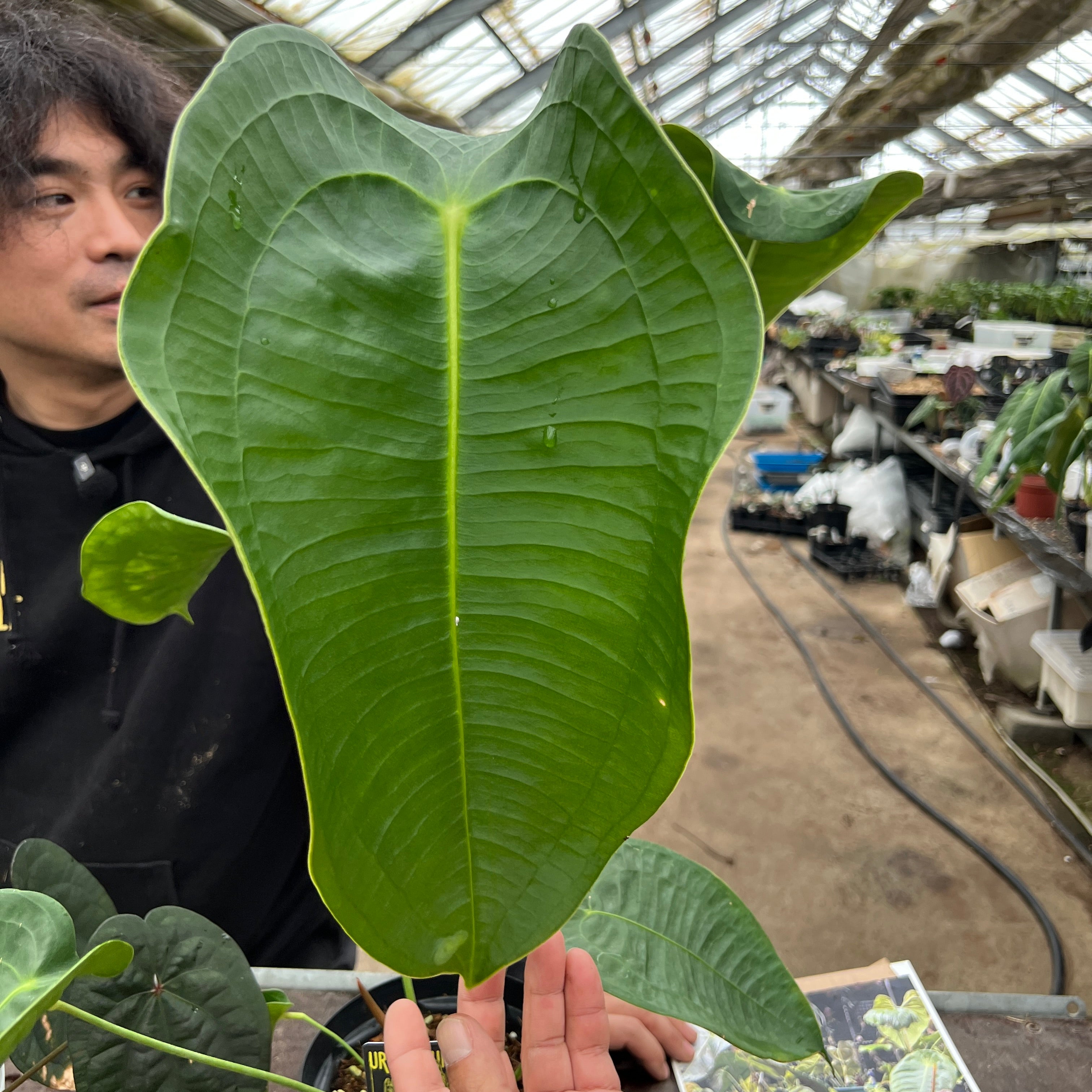 URBAN JUNGLE特集☆U54 アンスリウム ペルティゲラム 5号鉢 – 植物家族