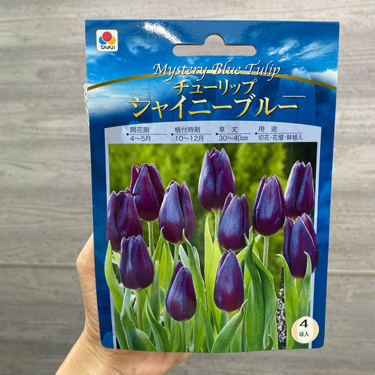 チューリップ　球根　シャイニーブルー