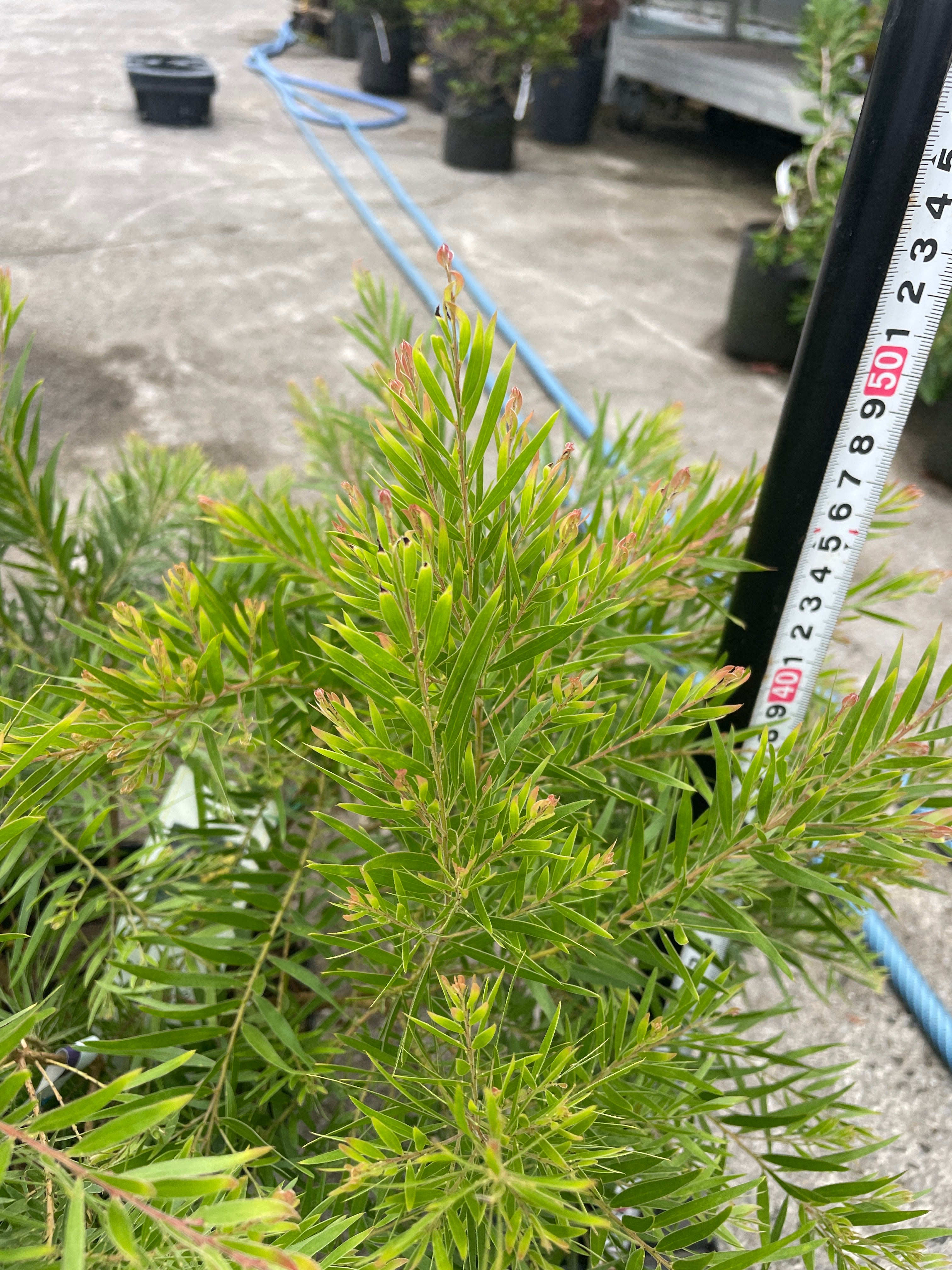 Pickup 全ての商品 – 植物家族