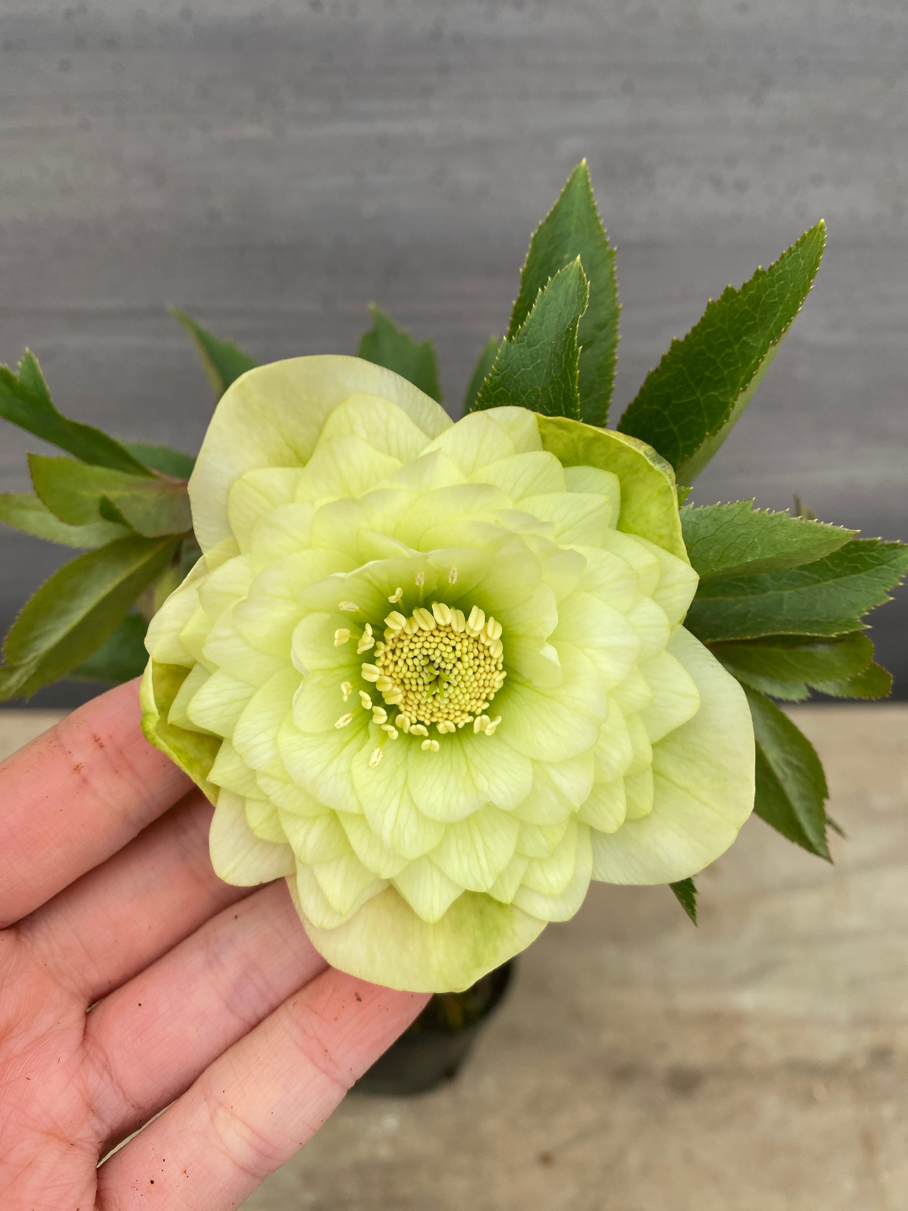 No.05094 横山園芸☆クリスマスローズ プリマドレス 5号苗ポット