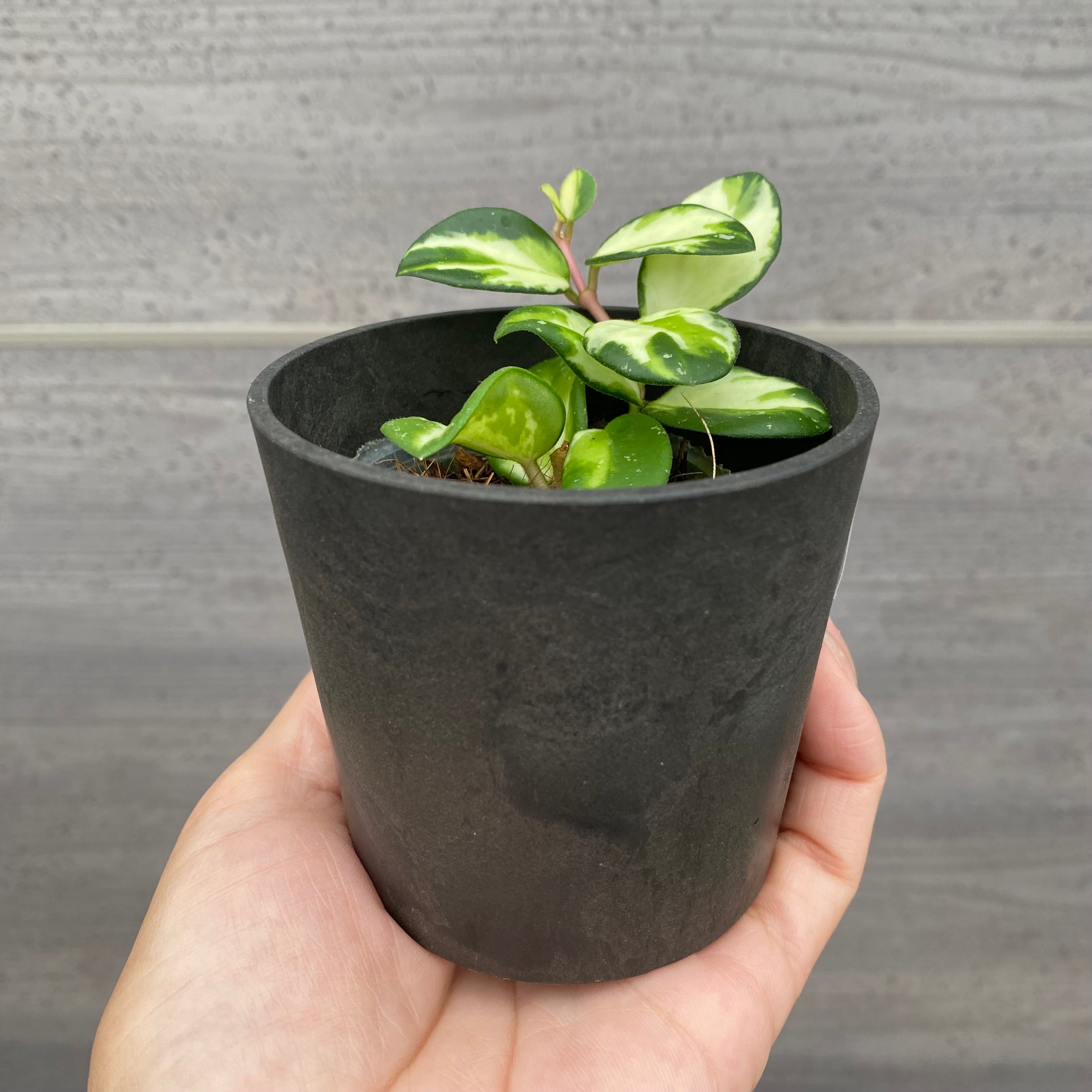 【おかみもなか】植物セット Pickup 全ての商品 – 植物家族