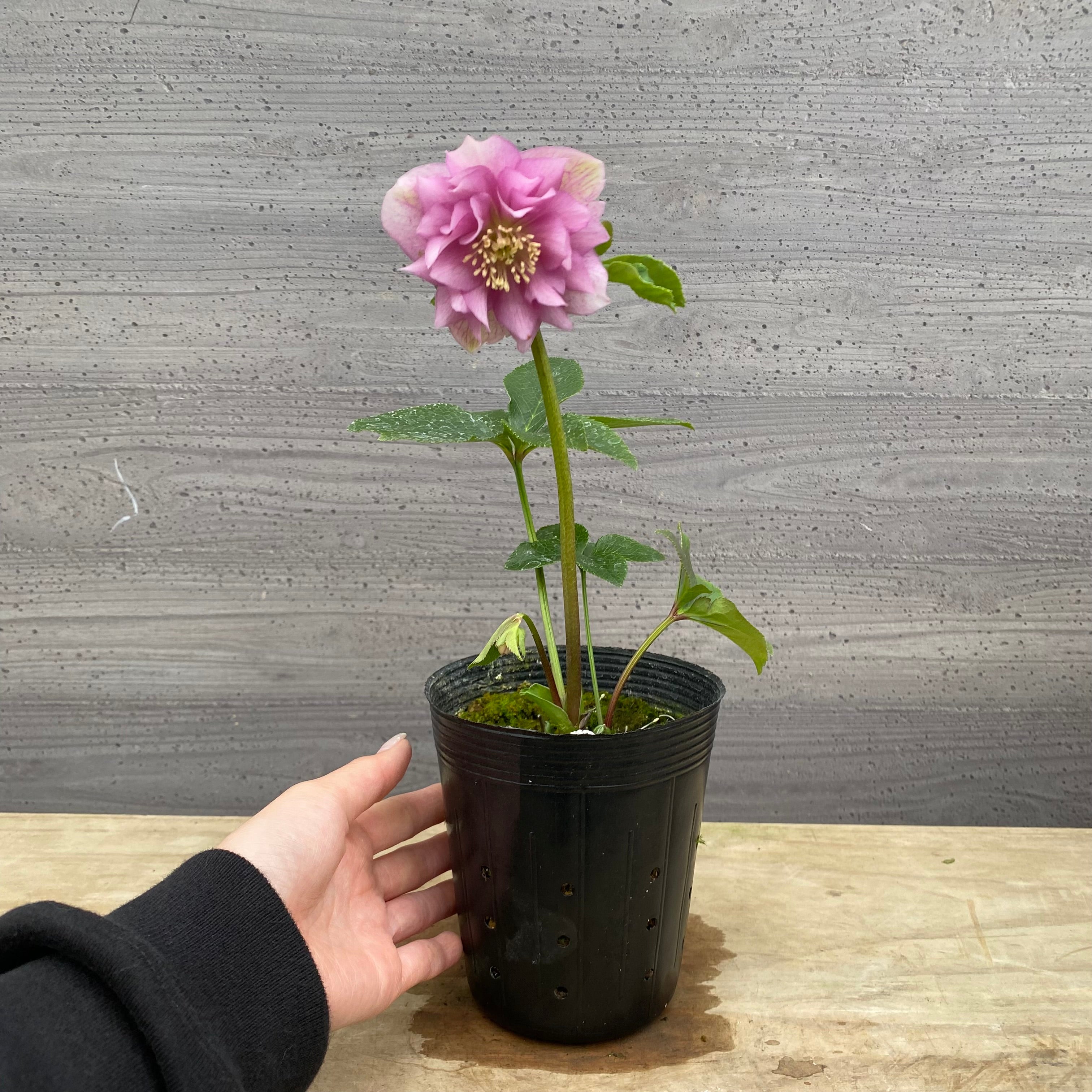 即売会 No.27100 クリスマスローズ ダブル咲き 3.5号苗ポット – 植物家族