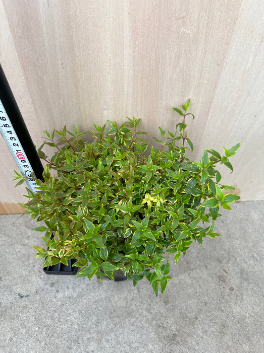 No.31039　アベリア　レディーリバティ　5号苗ポット