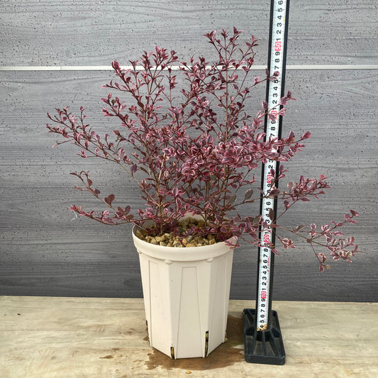 ロフォミルタス マジックドラゴン 6号スリット鉢/オリジナル色