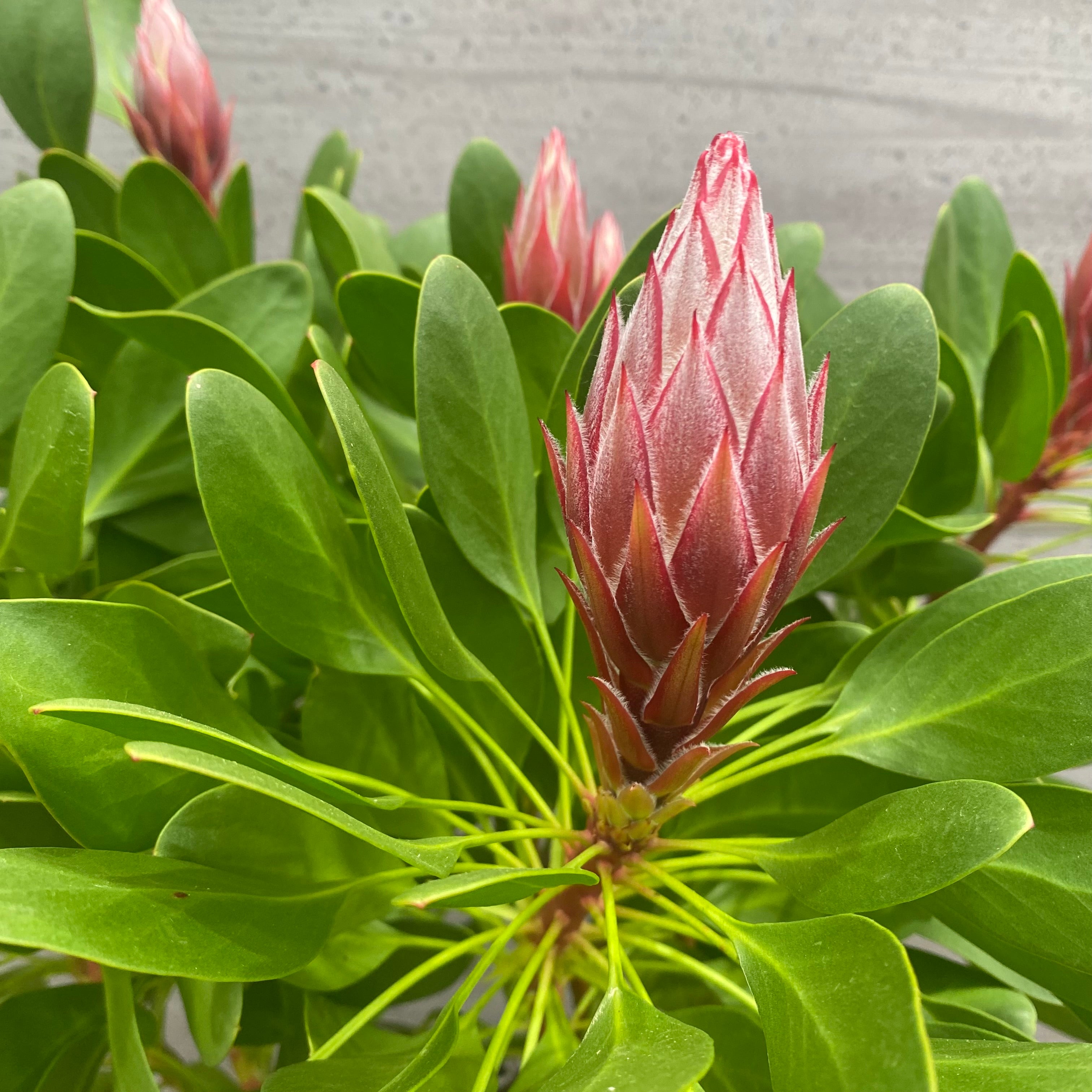 No.13022 キングプロテア リトルプリンス 8号鉢 – 植物家族