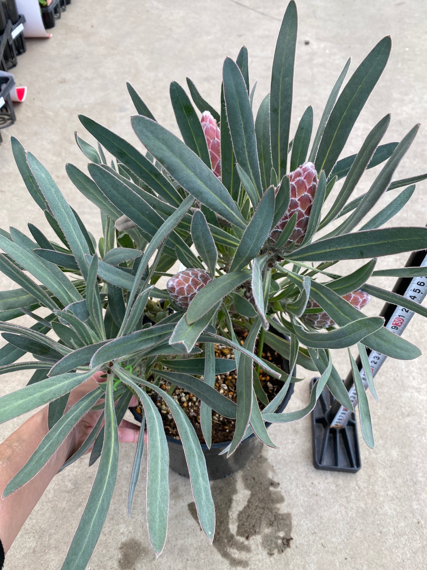 No.28040　プロテア　ピクシー　7号鉢