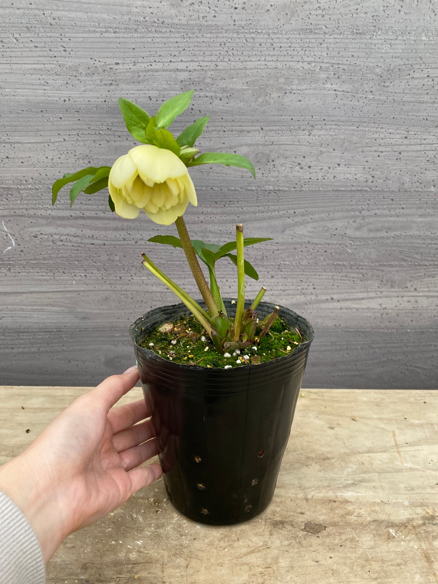 No.05117　横山園芸★クリスマスローズ　プリマドレス　5号苗ポット