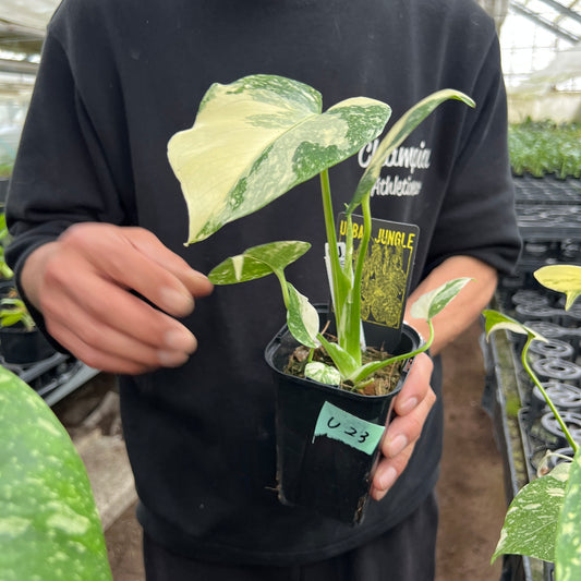 URBAN JUNGLE特集★U23　モンステラ　タイコンステレーション　選抜品　3号鉢