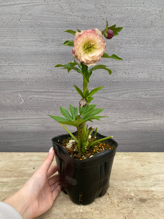 No.05134　横山園芸★クリスマスローズ　プリマドレス　5号苗ポット