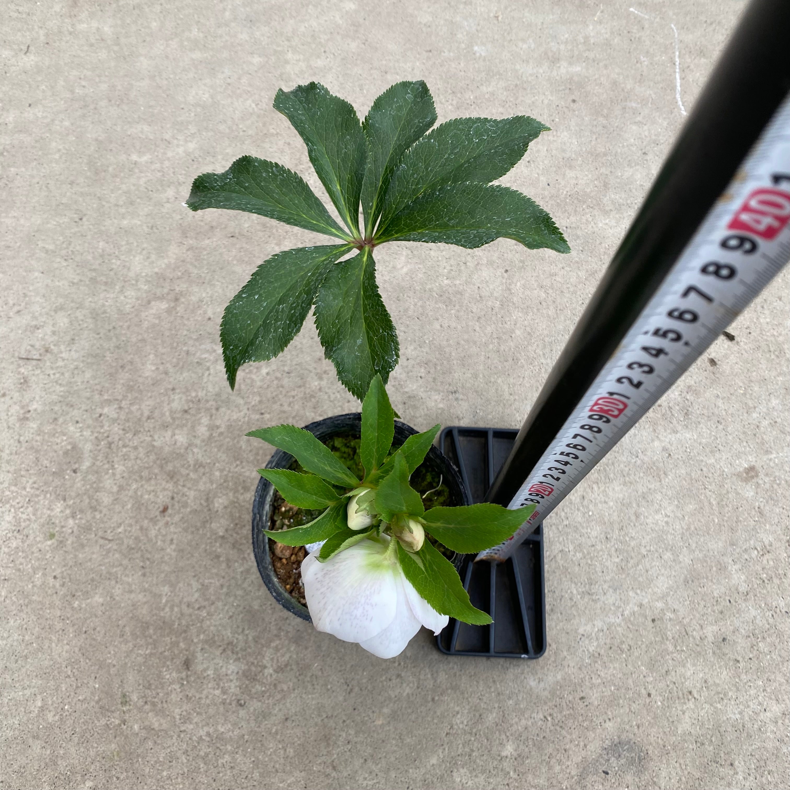 20053 クリスマスローズ シングル咲き 3.5号苗ポット – 植物家族