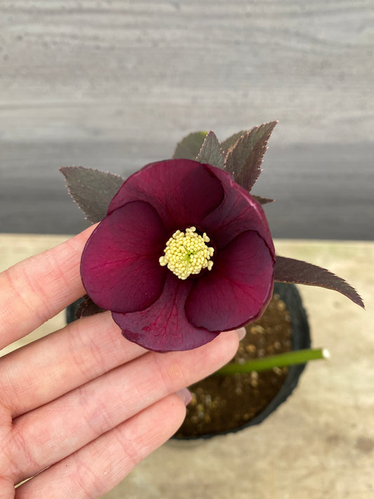 No.05079　横山園芸★クリスマスローズ　シングル咲き　5号苗ポット