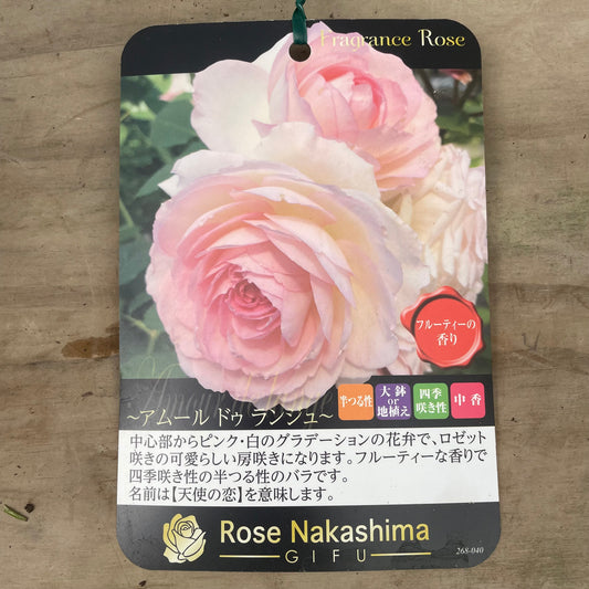 ローズなかしま★フレグランスローズ　アムール　ドゥ　ランジュ　5号鉢