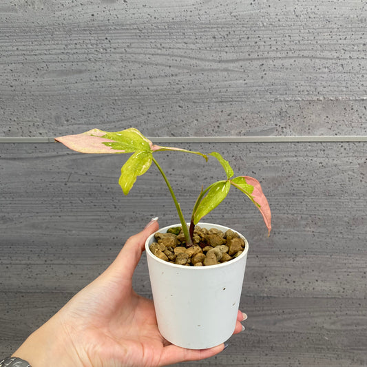 No.08017 シンゴニウム レッドスポットトリカラー