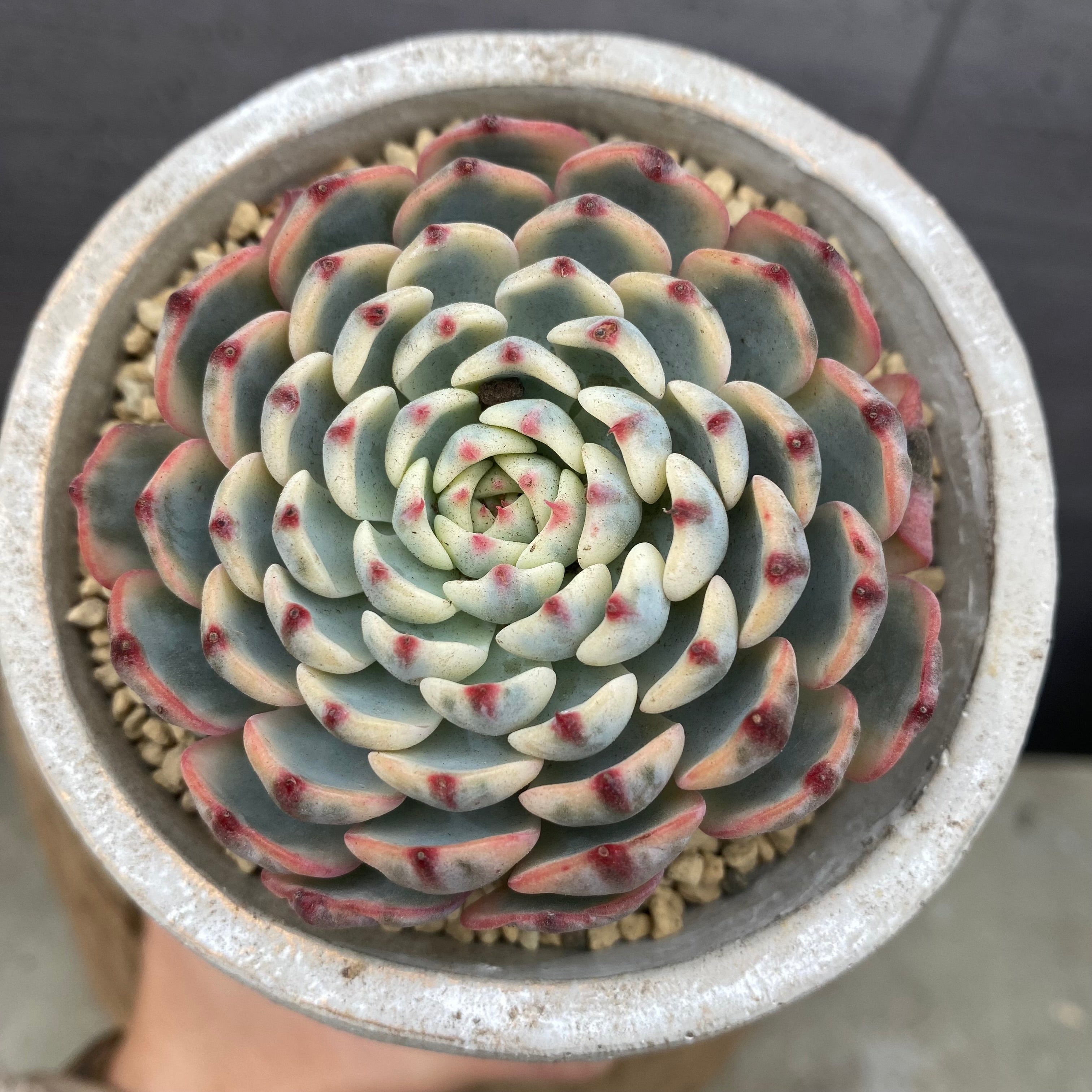 Pickup 全ての商品 – 植物家族