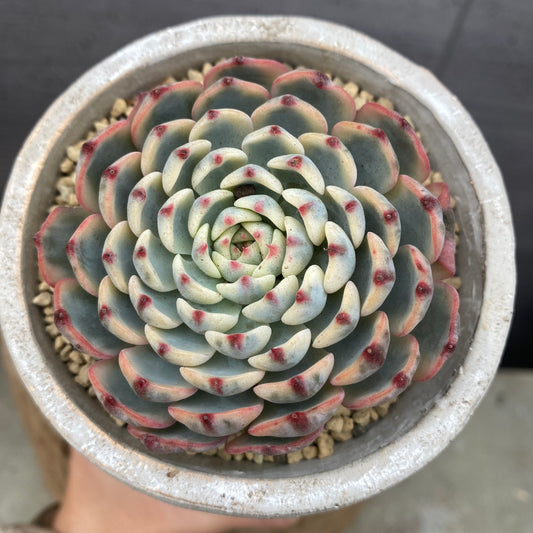 エケベリア　ホワイトミニマ錦　ガールポットA