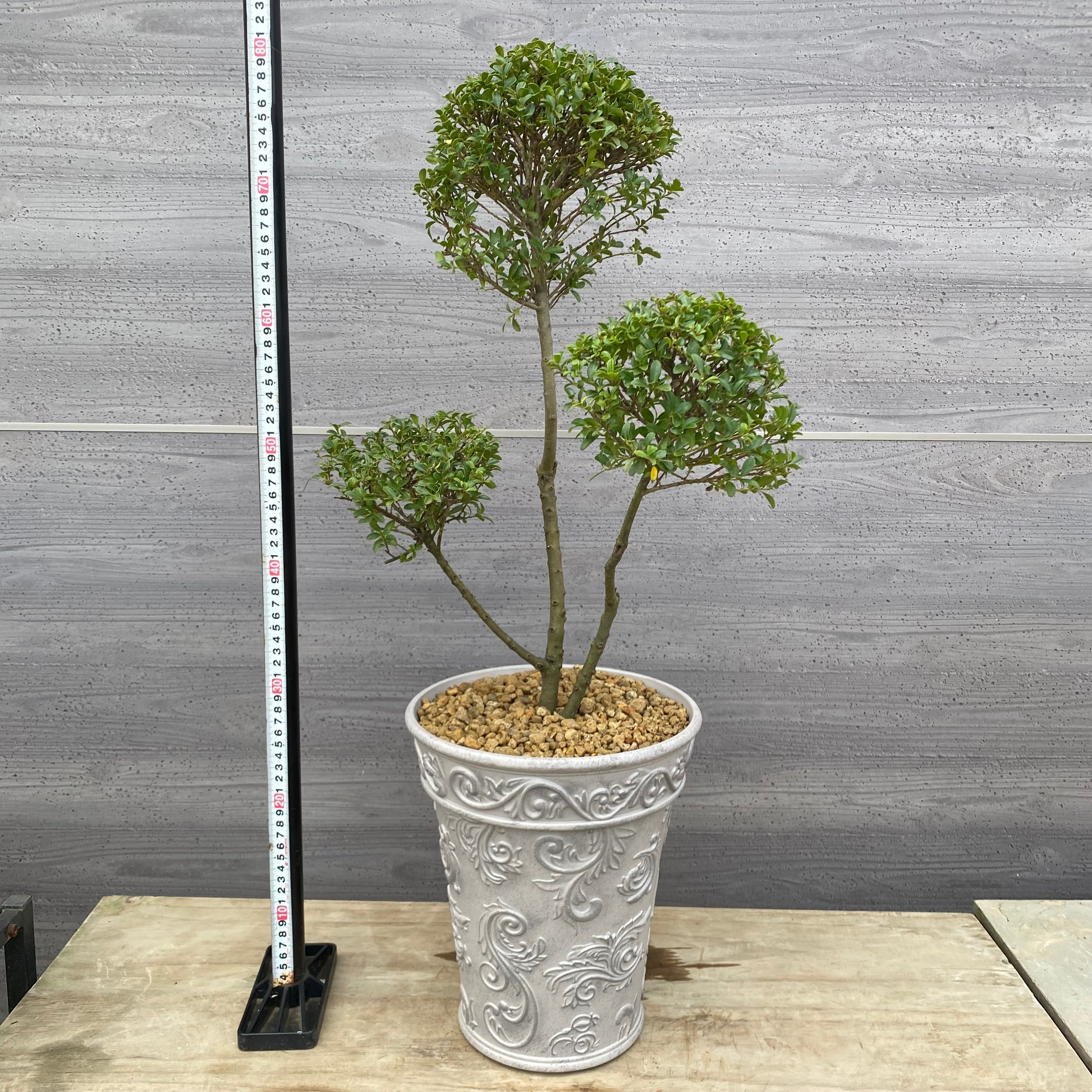 商品 – 植物家族