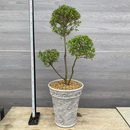 No.19004　キンメツゲ　3本仕立て　グレープラ鉢