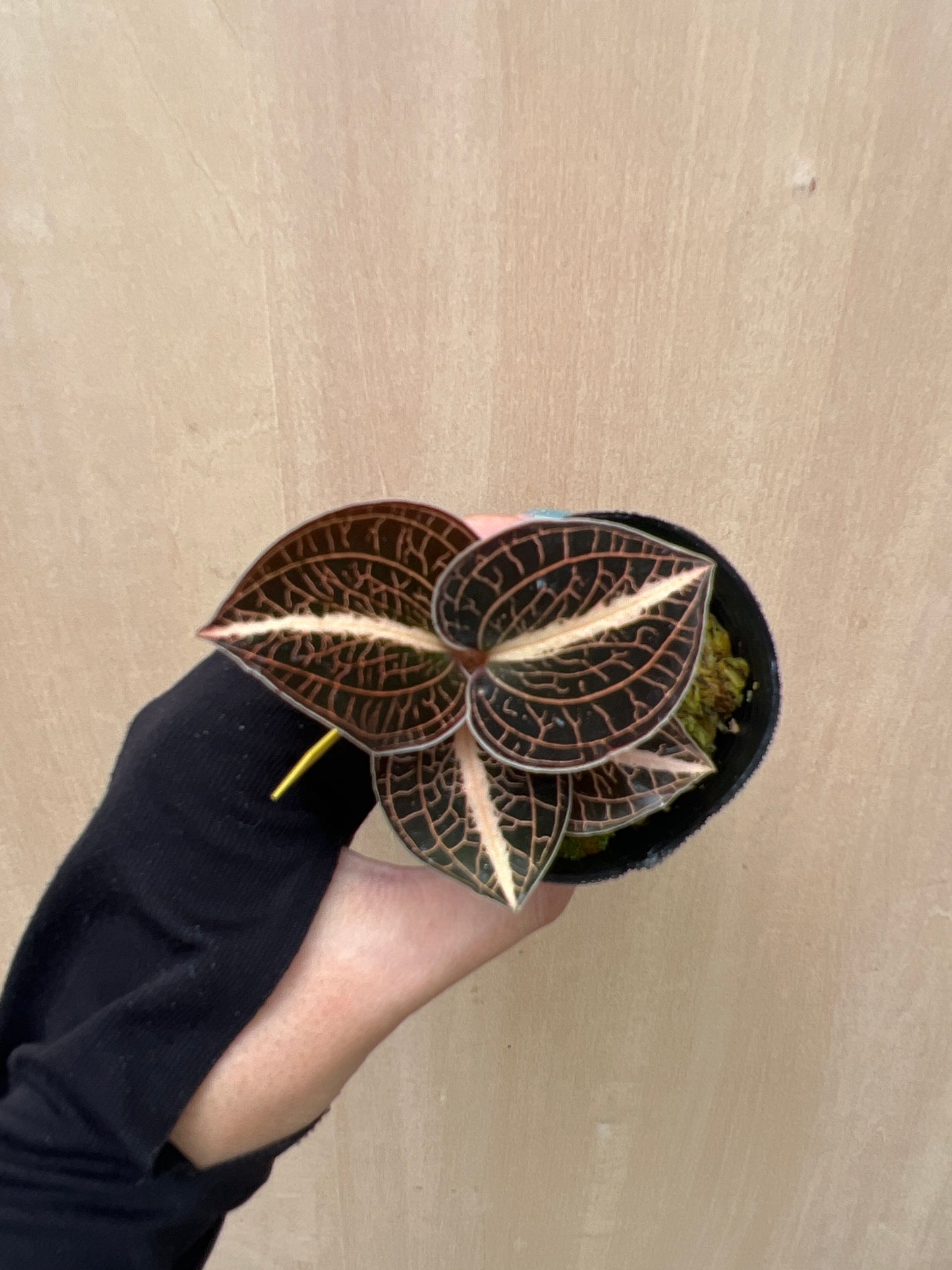 No.04040　ジュエルオーキッド　Anoectochilus lylei rose　2号苗ポット