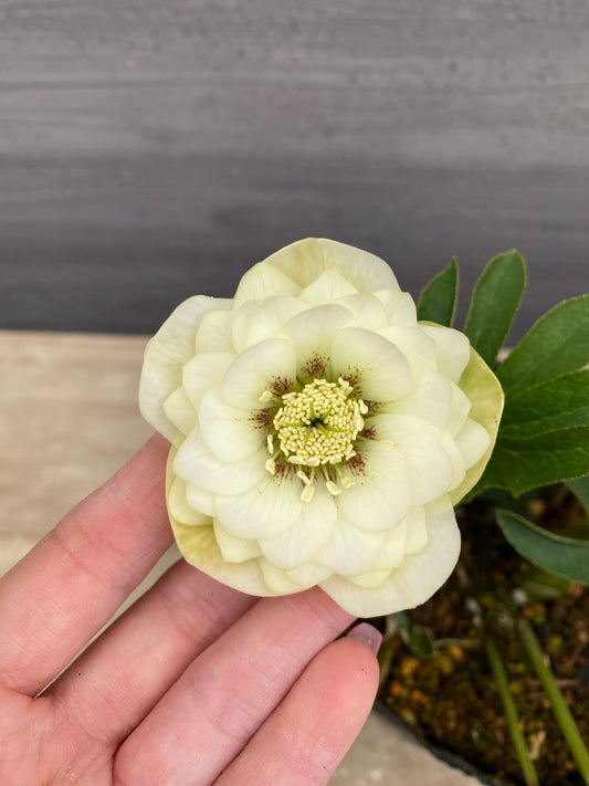 No.05098 横山園芸★クリスマスローズ プリマドレス 5号苗ポット