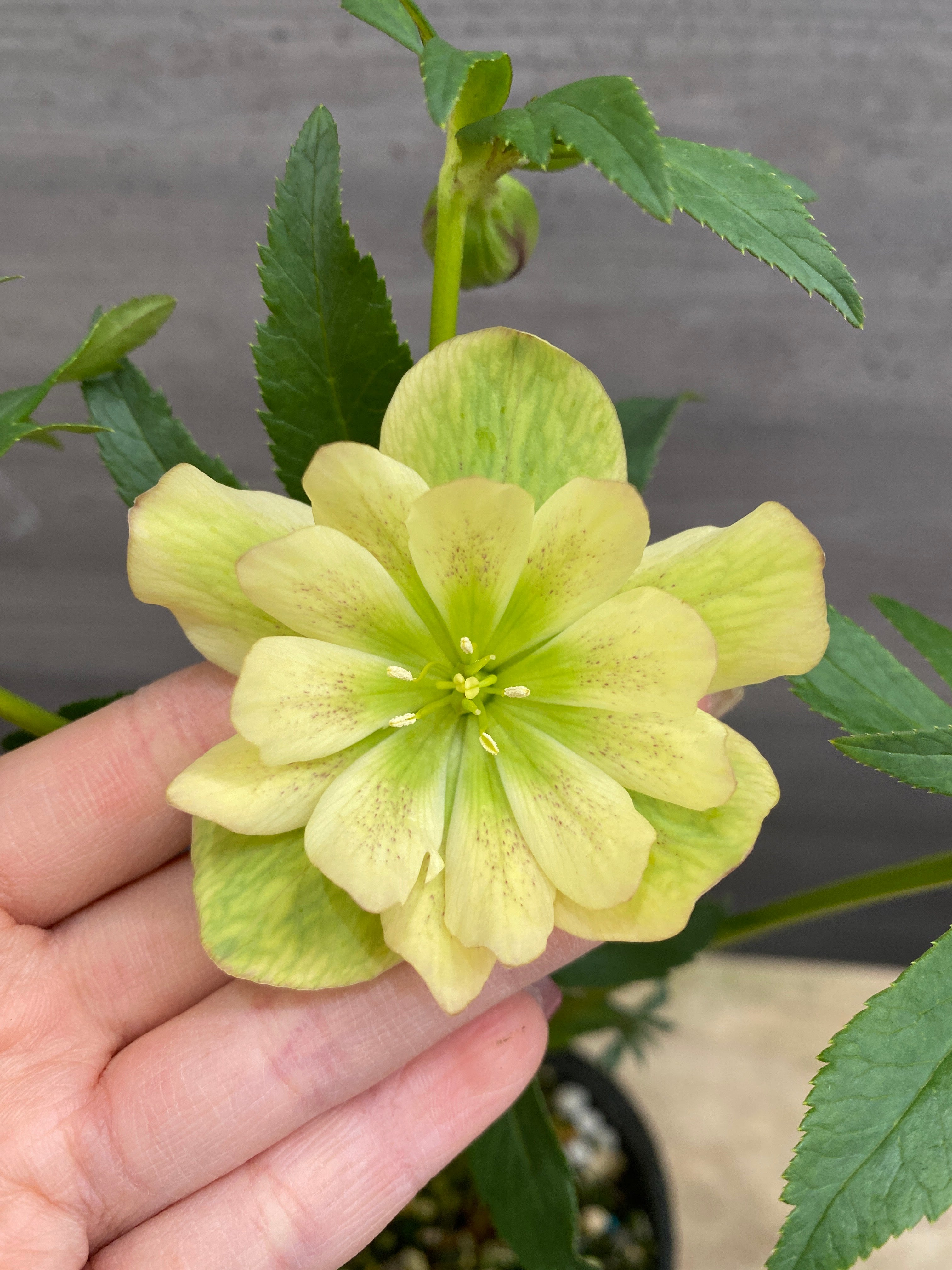 M065 クリスマスローズ 八重咲き 4号苗ポット – 植物家族