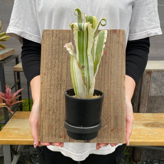 No.26008　ホヘンベルギア　Karla　足場板仕立て